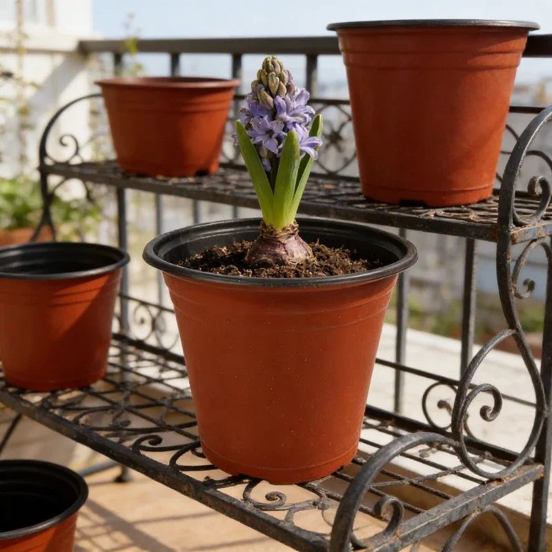 A set of terracotta nursery pots containing various plants and seedlings displayed on a black metal rack.