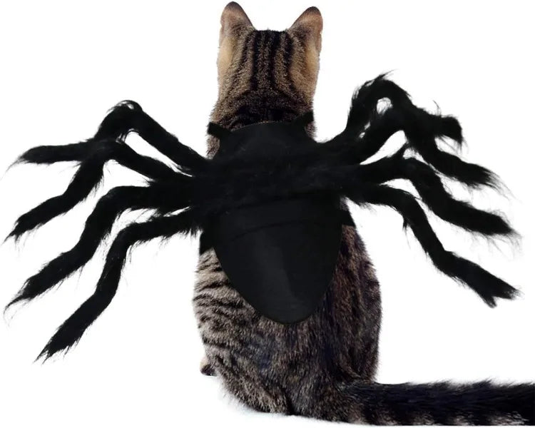 A brown tabby cat wearing a black Halloween spider costume with long, dark legs.