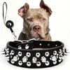 A close-up photo of a light brown dog wearing a black studded leather collar and leash set.