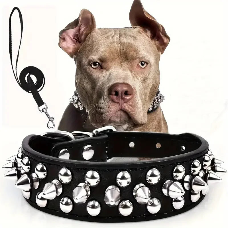 A close-up photo of a light brown dog wearing a black studded leather collar and leash set.
