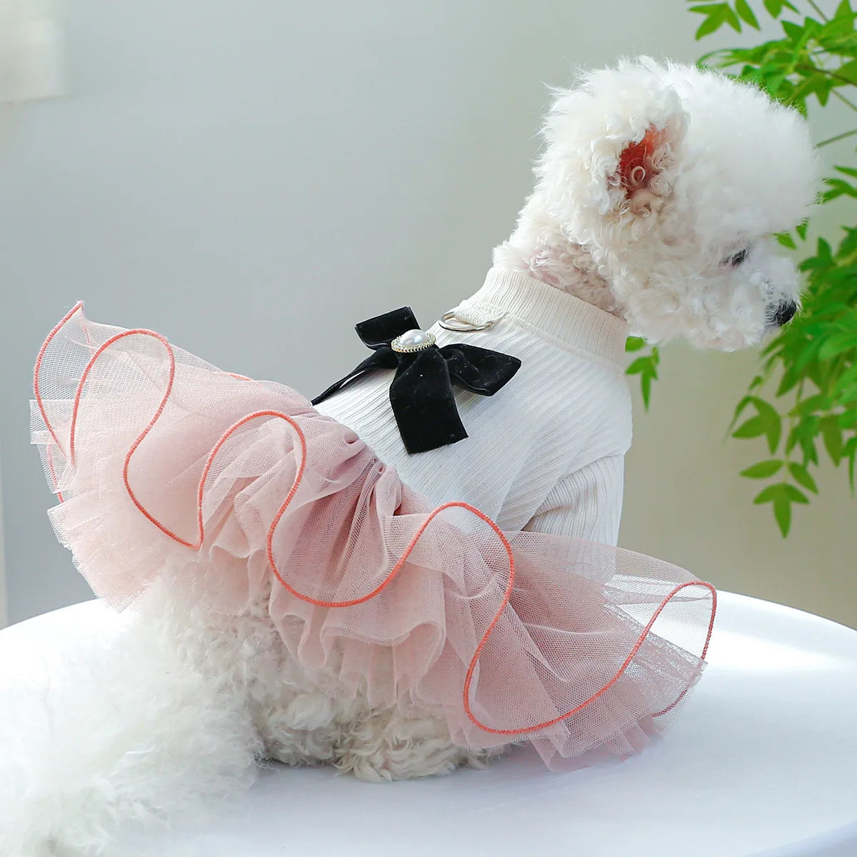 A fluffy white dog wearing a pink lace pet dress with black ribbon accents.