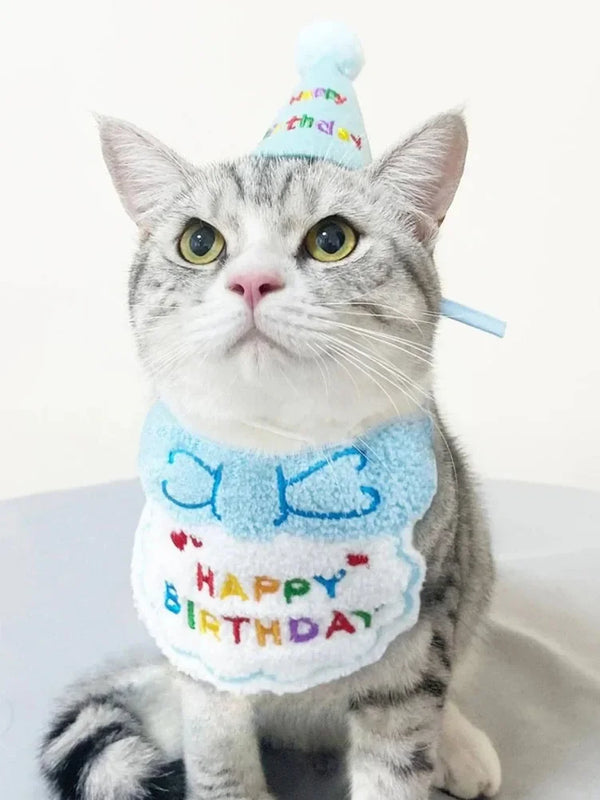 A gray cat wearing a light blue birthday bib and a matching party hat.