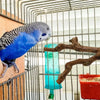 A blue and gray cockatiel perches on a wire cage next to a natural wood grape branch perch.