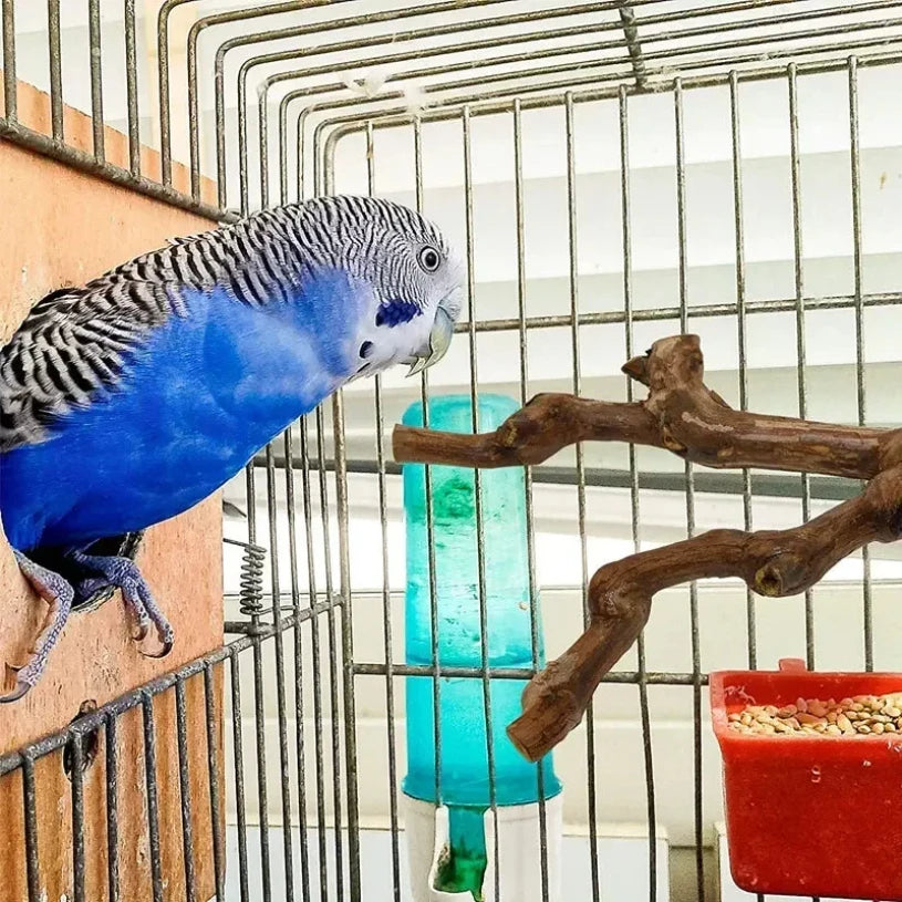 A blue and gray cockatiel perches on a wire cage next to a natural wood grape branch perch.