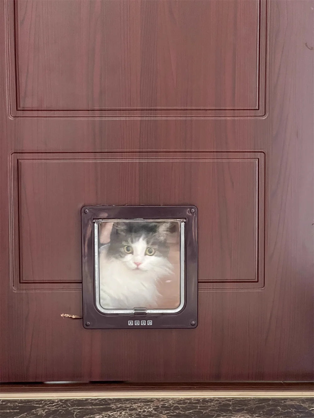 Primer plano de una puerta de madera marrón oscura con una solapa de vidrio rectangular para mascotas donde se ve un gato mir