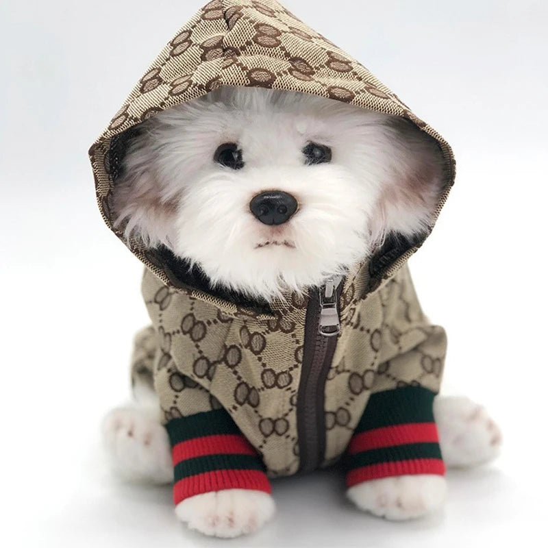 A white dog wearing a beige patterned hooded jacket with black trim.