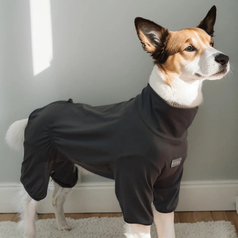 A brown and white dog wearing a black cozy pajama with a high collar, standing on a light rug.