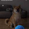 A happy dog sits on a couch next to an orange blue chew ball in a dimly lit room.