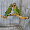 Two small green and pink birds perched on a natural wood grape branch inside a wire cage.