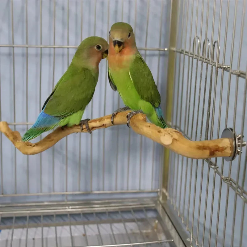 Two small green and pink birds perched on a natural wood grape branch inside a wire cage.