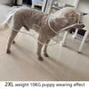 Un cachorro de color marrón claro lleva un impermeable transparente para efecto de cachorro.