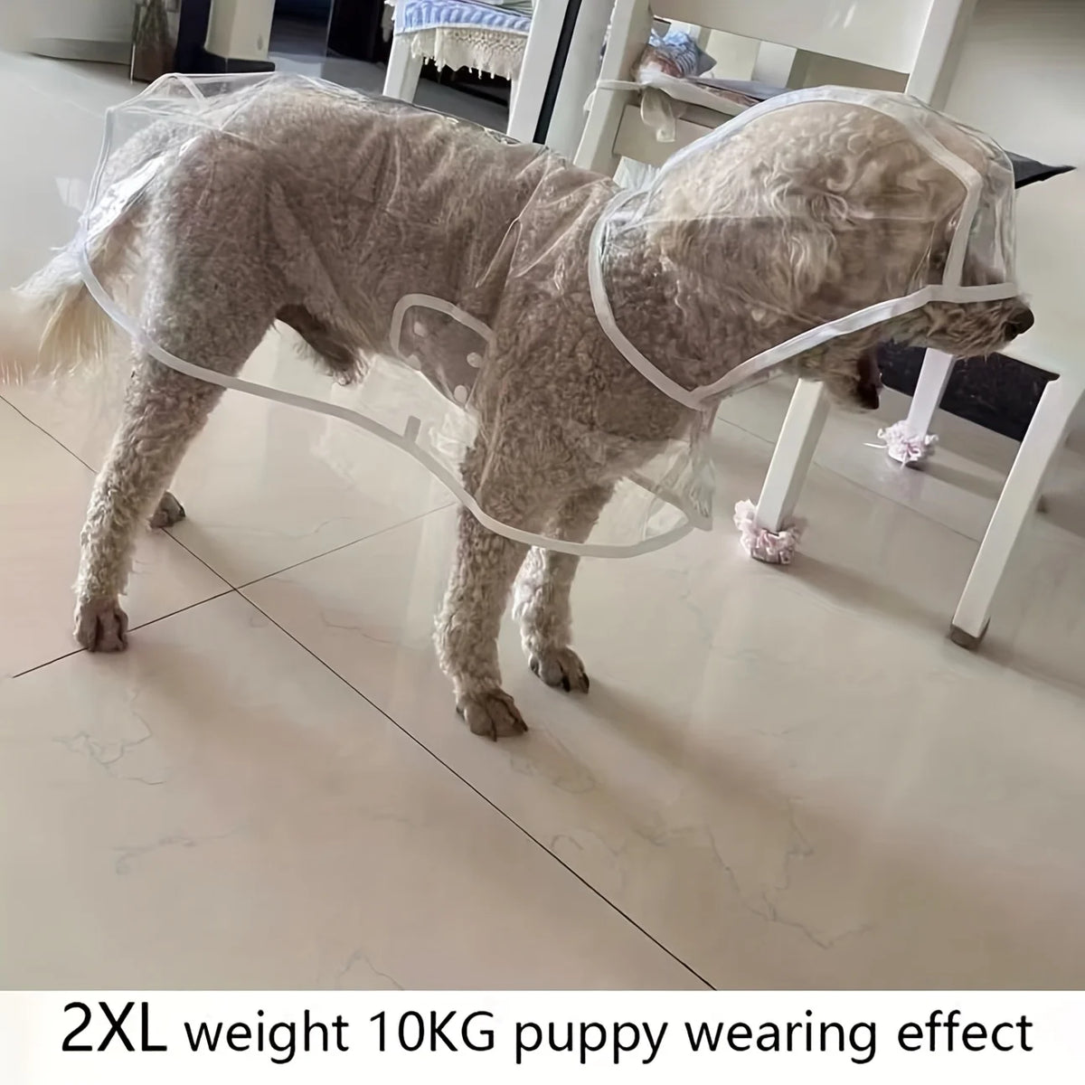Un cachorro de color marrón claro lleva un impermeable transparente para efecto de cachorro.
