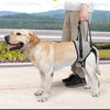 Un golden retriever portant un harnais pour la patte arrière vieillissante pour le soutien.