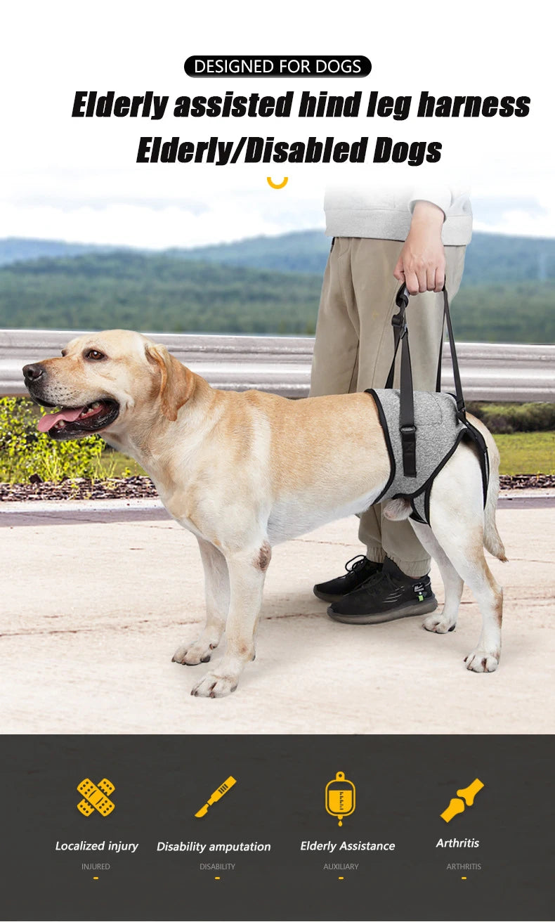 Un golden retriever portant un harnais pour la patte arrière vieillissante pour le soutien.