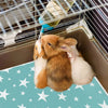 A fluffy orange and white rabbit is resting in a plastic pet cage with a star-patterned pad.