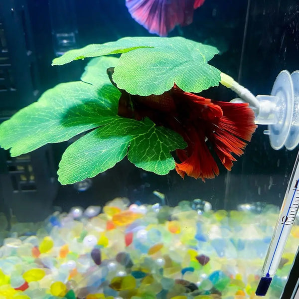 A vibrant green lotus leaf is shown near a deep red flower in an aquarium setting.