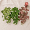 Feuilles d'ivy vertes artificielles et roses rougeâtres sur un tissu en lin à côté d'une bougie.