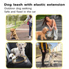 A dog wearing a reflective bungee leash is shown being walked outdoors and secured in a car.