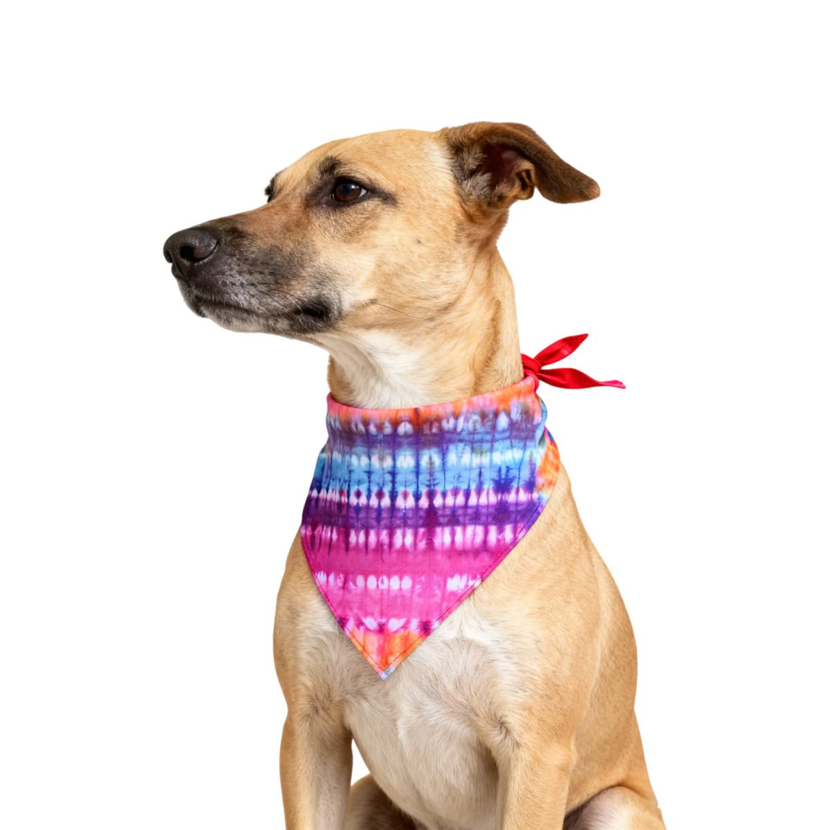 A light brown dog is sitting and wearing a colorful tie-dye patterned bandana around its neck.