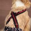Ein Hund trägt ein wiederverwendbares, schwarz-rotes physiologisches Geschirr oder Shorts.