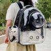 Eine Person trägt einen transparenten Tierrucksack mit schwarzem Gurt und Kuppel, in dem eine weiße Katze ist.