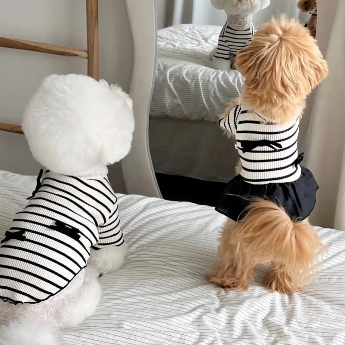 A white fluffy dog wearing a black and white striped dress with a spring bow collar and flying sleeves.
