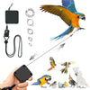Set an Vogelgeschirr-Zubehör, einschließlich schwarzer Tag, Ringe und einer ausziehbaren Leine an einem Ara.