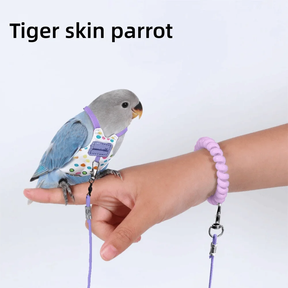 Une main tient un perroquet peau de tigre avec un harnais et une laisse violette.