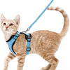 Kleine orange tabby Kitten mit blauem, verstellbarem Katzengeschirr und Leine.