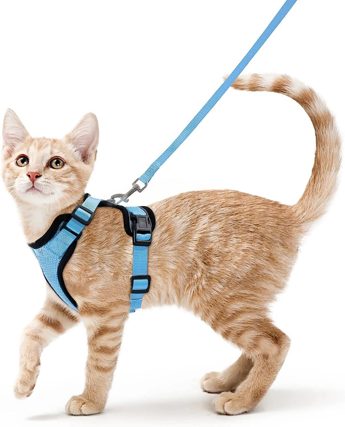 Kleine orange tabby Kitten mit blauem, verstellbarem Katzengeschirr und Leine.