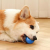 Ein hellbrauner und weißer Shiba Inu liegt und kaut an einem blauen Spielball.