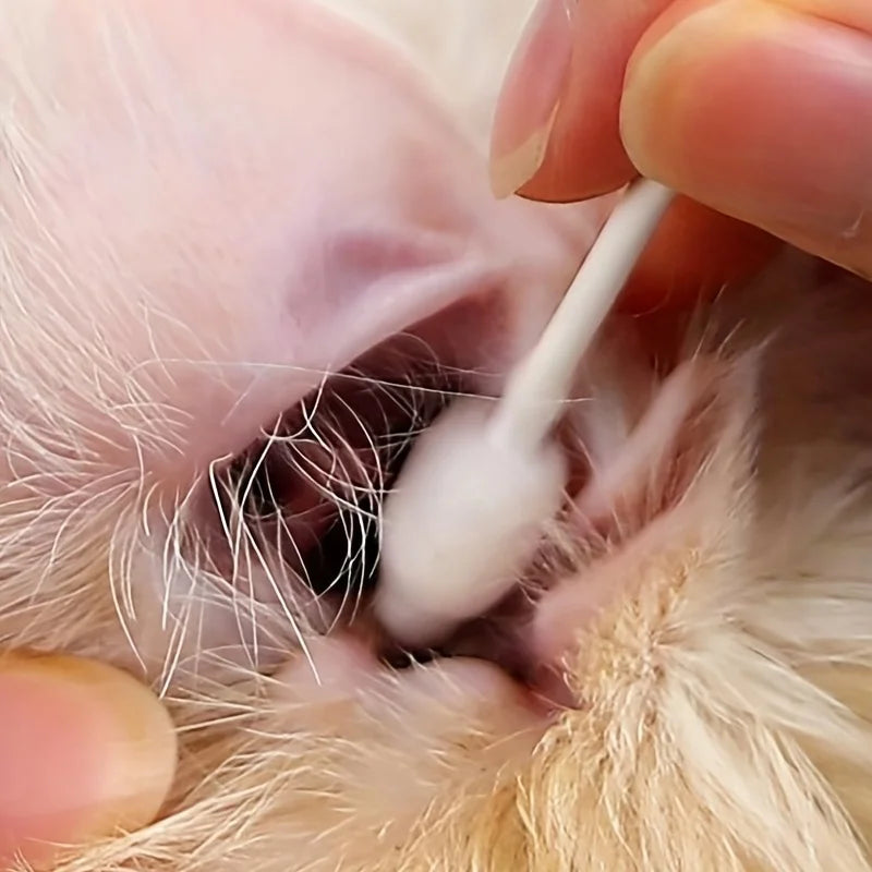 A white cotton swab is being used to clean the ear of a cat.
