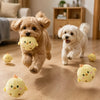 A fluffy golden dog is running across a wooden floor with several yellow squeaky chick balls.