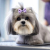 A fluffy gray dog wearing a purple polka dot bow accessory.