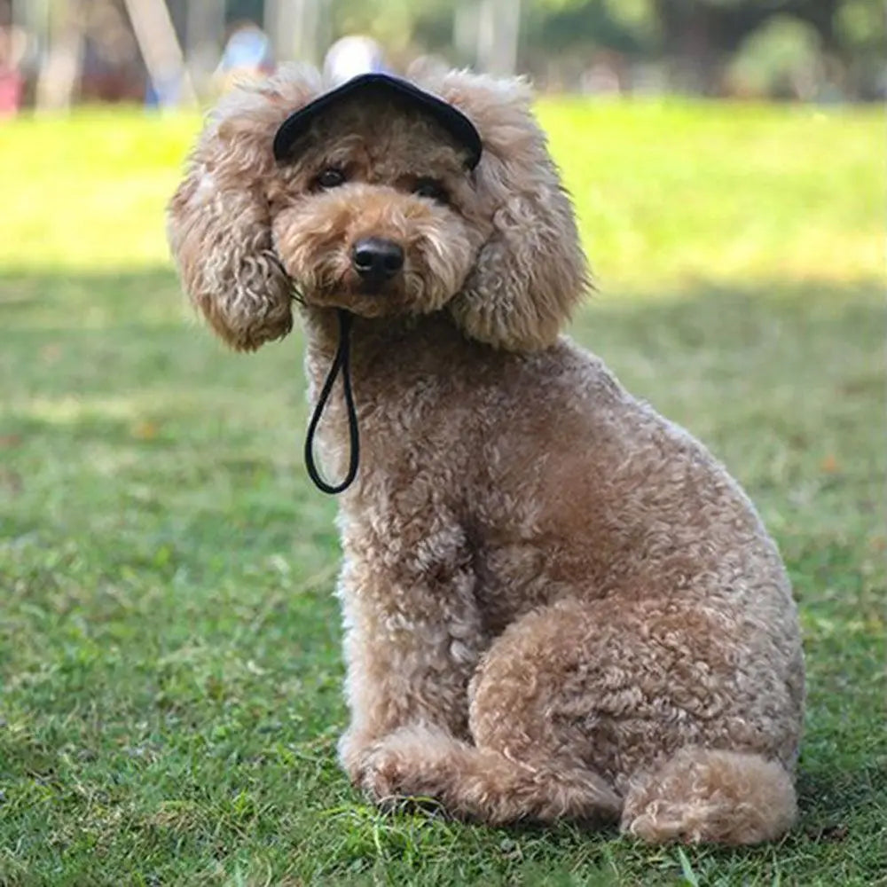 A light brown poodle-type dog wearing a black baseball cap sitting on green grass.