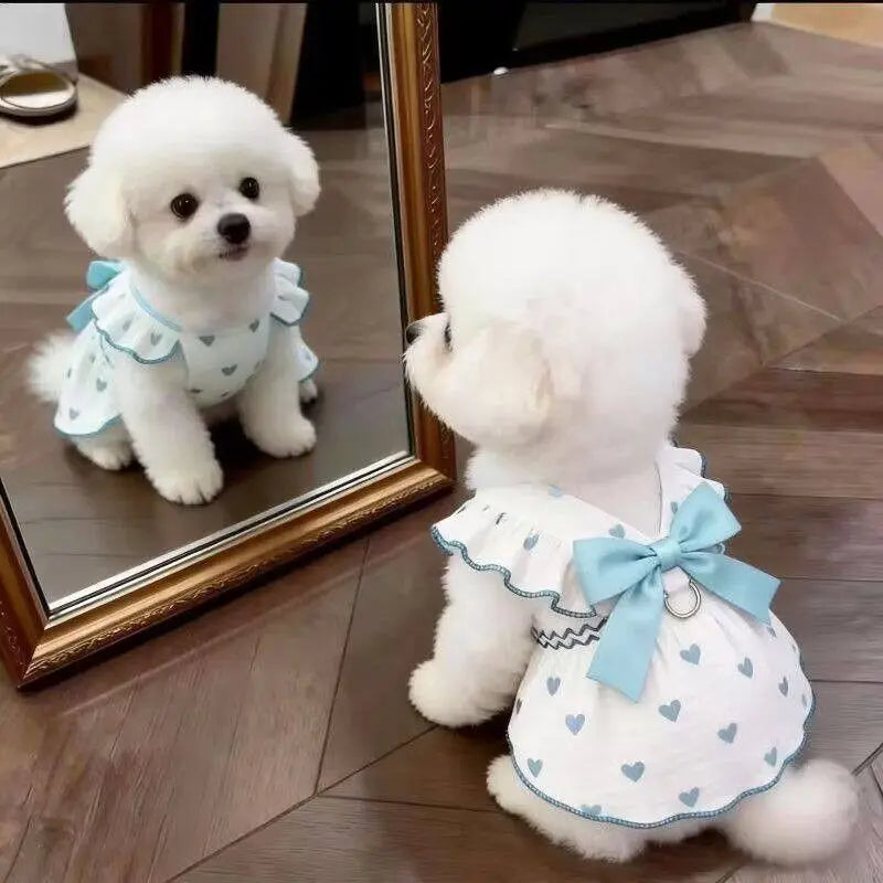 A small white dog wearing a light blue summer bow print dress sitting in front of a framed mirror.