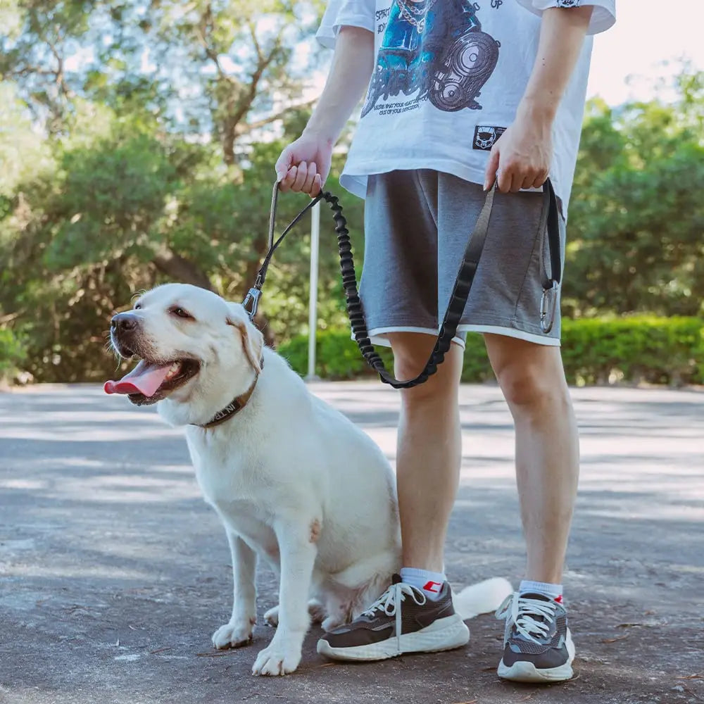 A person holds a heavy-duty tactical dog leash with dual handles and bungee attached to a white dog outdoors.