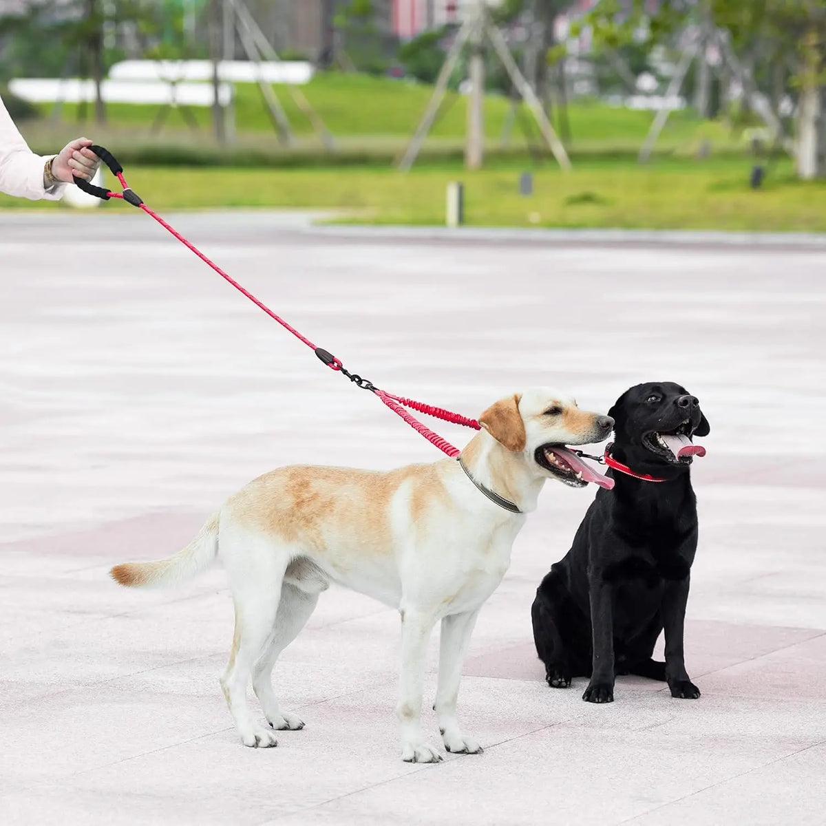 A light-colored dog is being led by a red leash attached to a person's hand, with a black dog standing nearby.