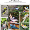 A set of adjustable bird training harness and leash for parrots, showing various colored harnesses and a parrot.