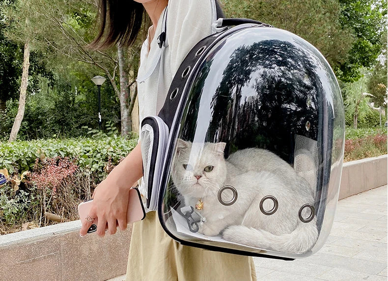 Eine Person hält einen transparenten Transportbeutel für Haustiere mit einer weißen Katze vor einer Außenkulisse.