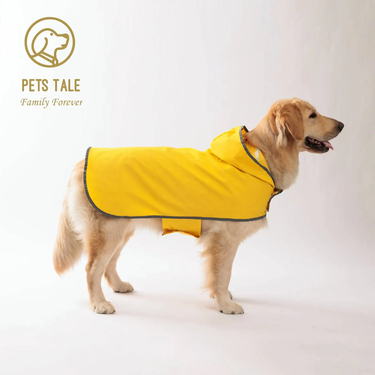 A golden retriever wearing a bright yellow all-weather dual-sided dog raincoat.