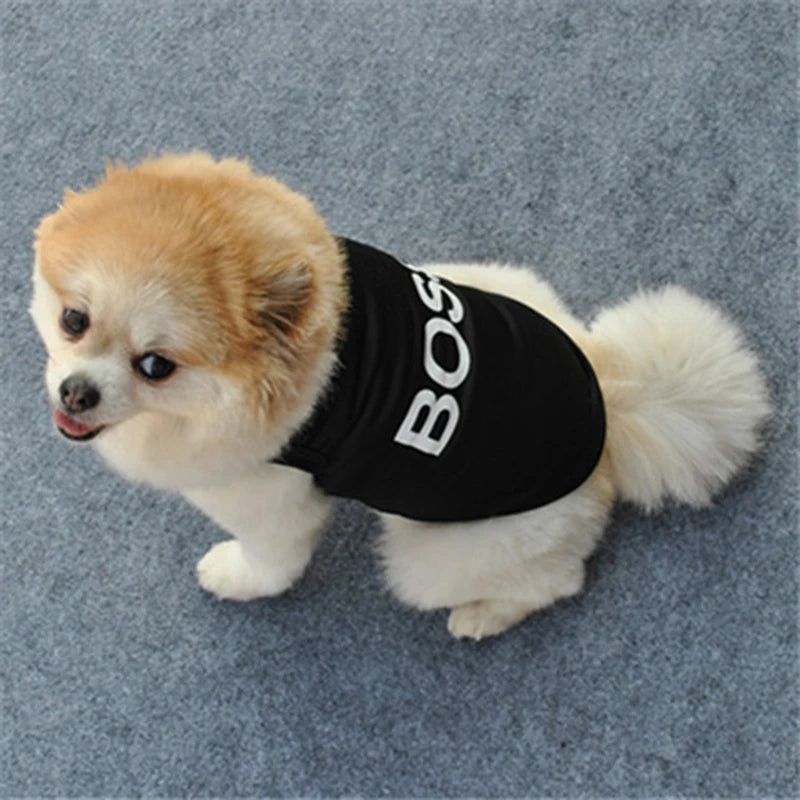 Un perro peludo marrón claro y blanco vistiendo un chaleco negro con la palabra BOS
