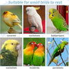 A collection of colorful parrots including canaries, cockatoos, budgerigars, cockatiels, lovebirds, and parakeets resting on 
