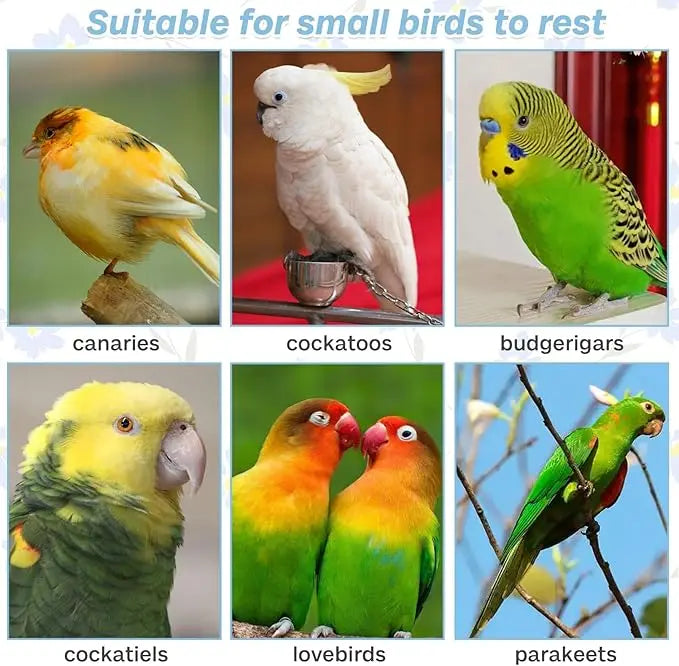 A collection of colorful parrots including canaries, cockatoos, budgerigars, cockatiels, lovebirds, and parakeets resting on 
