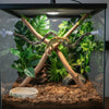 A suction cup lizard hammock made of natural wood branches is set up in a glass terrarium with green plants.