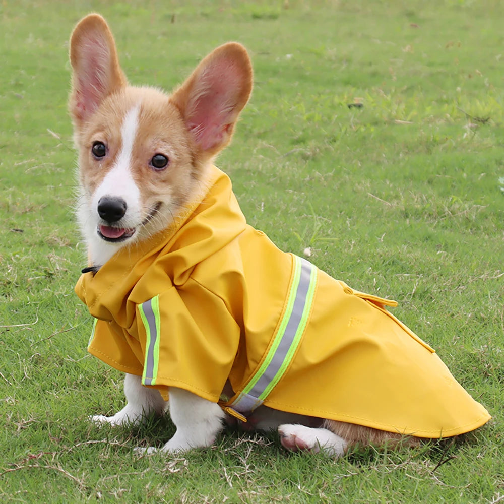 A small brown and white dog wearing a yellow waterproof raincoat outdoors on green grass.