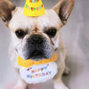 Un chien de couleur faon portant un chapeau d'anniversaire jaune et un tablier blanc d'anniversaire.