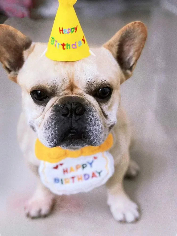 Un chien de couleur faon portant un chapeau d'anniversaire jaune et un tablier blanc d'anniversaire.