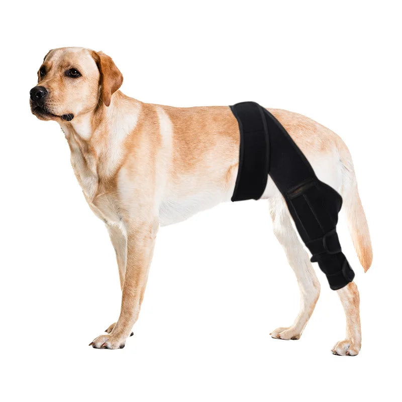 A light-colored dog wearing a black joint support rehabilitation brace.