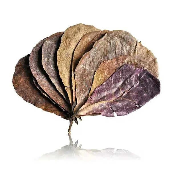 Getrocknete, geschichtete natürliche Fischreinigungblätter in verschiedenen Braun- und Violetttönen.
